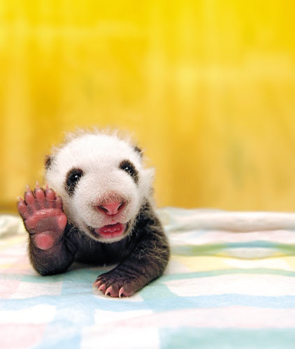 Cute Friggin' Baby Pandas!